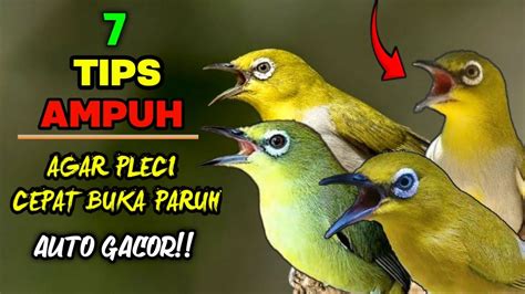 Tips Pleci Gacor Buka Paruh Cara Agar Pleci Cepat Buka Paruh Youtube