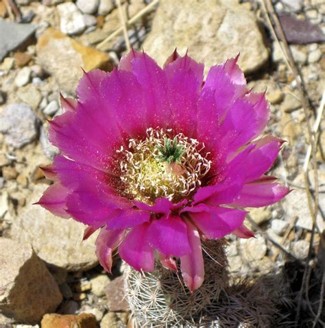 Beautiful Desert Flower Blooming Cactus Picket Wire Can Flickr