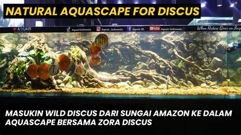 Aquairstore Edukasi Merawat Discus Di Aquascape By Zora Discus Yang