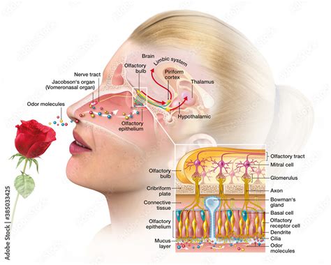 Olfactory Sense Sense Of Smell Woman With Rose Detailed Illustration