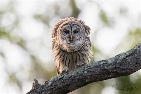 Barred Owl Strix Varia 2023 46 Barred Owl The Barred Flickr