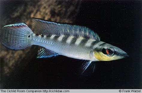 South American Pike Dwarf Cichlid | African Cichlids Fish