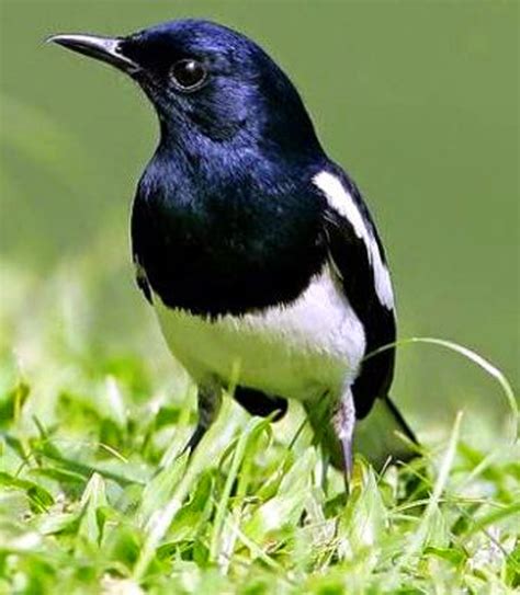 Foto Burung Kacer Burung