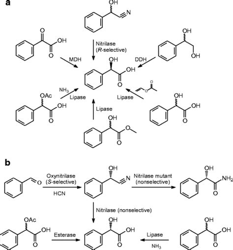 Major Reactions Used For Enzymatic Production Of Optically Pure A