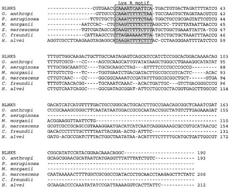 Multiple Alignment Of The Dna Sequences Of The Ampc Ampr Intercistronic