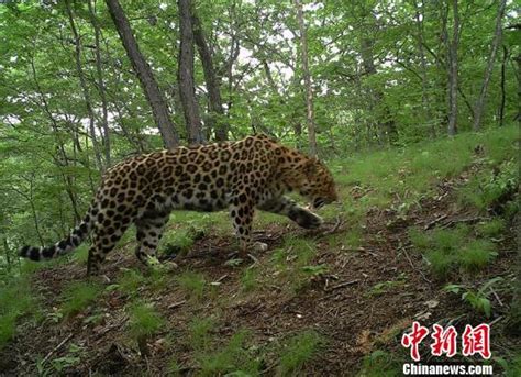 吉林省建設東北虎豹國家公園：虎豹蹤影頻現 保護成效顯著 每日頭條