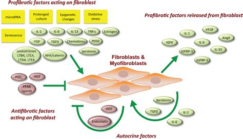 Frontiers Fibroblasts In Fibrosis Novel Roles And Mediators