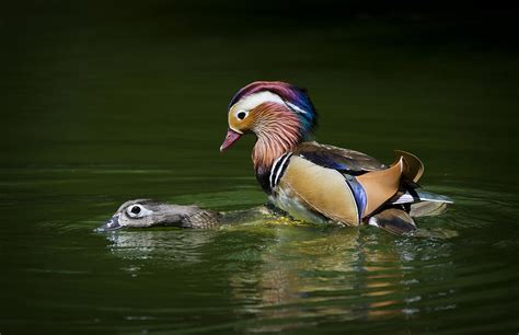 Baby Mandarin Duck