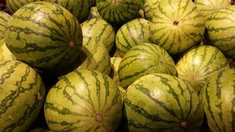 Watermelon Growing Tips