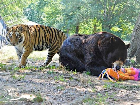 The Blt Shere Khan And Baloo Tiger Bear Locust Grove Pelee Noahs