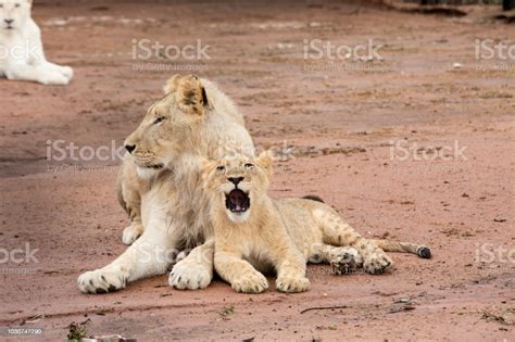 Lion And Lion Cub Cuddling Stock Photo - Download Image Now ...