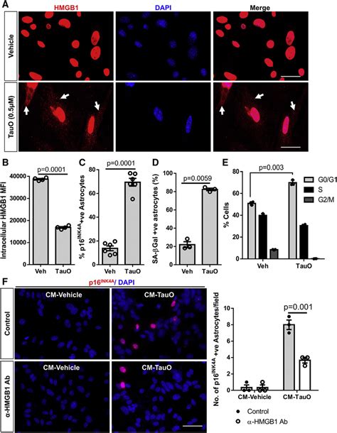 Nucleo Cytoplasmic Translocation And Active Release Of Hmgb1 Is A