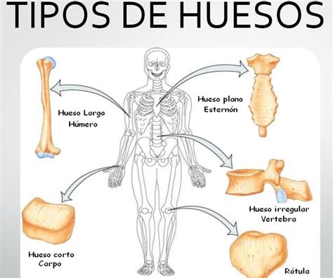 Anatomía y Fisiología Humanas: Sistema Músculo-esquelético.: Clasificación de los huesos