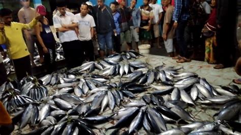 Proses Lelang Ikan Di Tempat Pelelangan Ikan Tpi Kota Agung Youtube