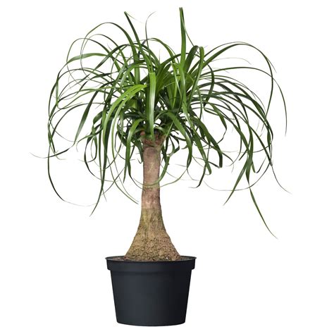 Beaucarnea Recurvata Potted Plant Elephant S Foot Ikea