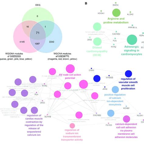 Identification And Functional Pathways Annotation Of Consensus Degs Download Scientific