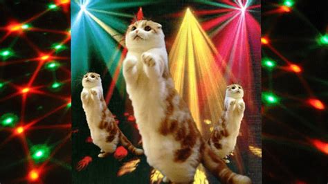 Dancing Cats Cute Cat Dancing Video Youtube