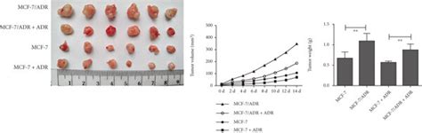 Proliferation Cell Cycle Progression Invasion And Migration Were