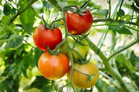 8000 Free Tomato And Food Images Pixabay