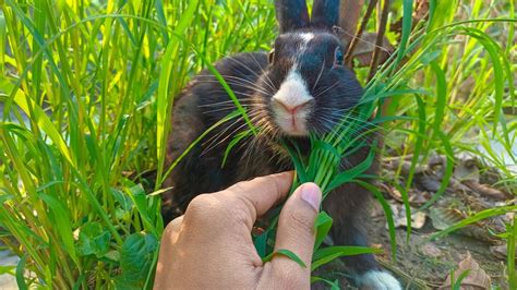 Black Rabbit Eating Grass On The Roof Rabbit Eating YouTube