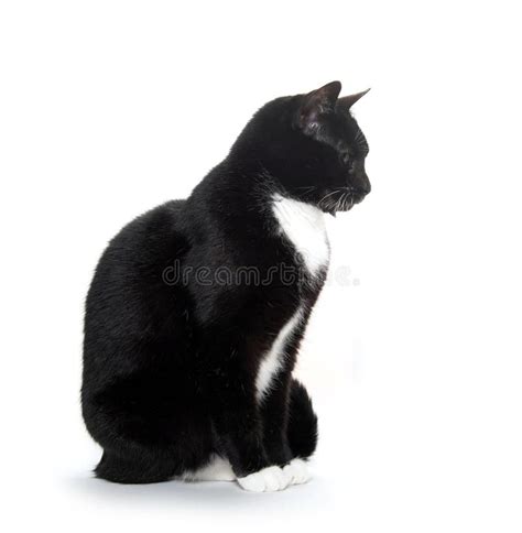 Tuxedo Cat Stock Images Download 956 Royalty Free Photos