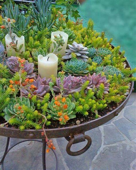 Succulents Succulents Garden Succulent Garden Design