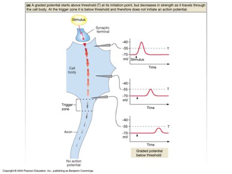 Physiology: Exam #2 (Nervous System - Graded Potential & Action ... 