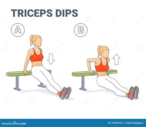 Bench Triceps Dips Female Exercise Guide Colorful Illustration Stock