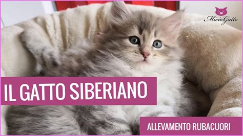 Descubre Todo Sobre El Fascinante Gatto Siberiano En Wikipedia Qu