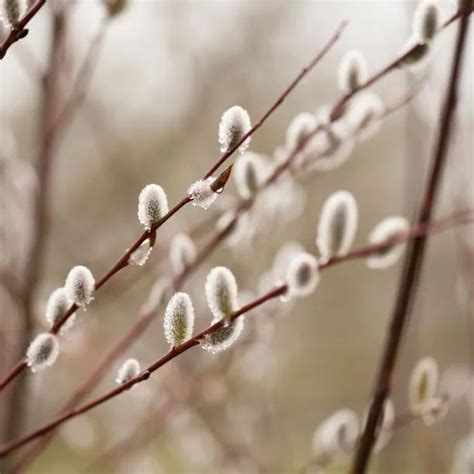 Violet Willow Plants Sapling Trees For Sale Ashridge