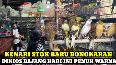 Stok Burung Terbaru Hari Ini Dikios Burung Bajang Update Harga Burung