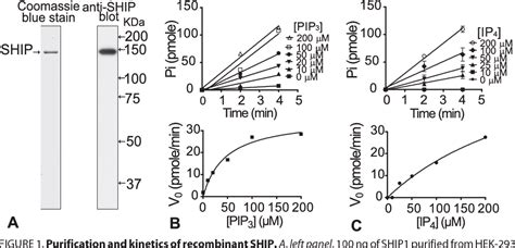 Figure From Regulation Of The Src Homology Domain Containing