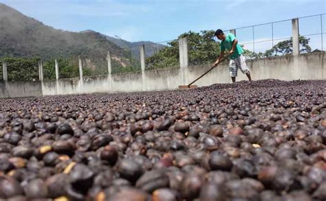 3 Metode Pengolahan Biji Kopi Pengaruhi Cita Rasa KopiKita