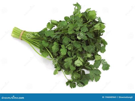 Coriander Coriandrum Sativum Contra Fondo Blanco Foto De Archivo