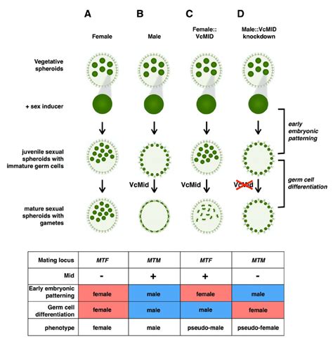 Summary Of The Roles Of Vcmid And The Mating Locus In Sexual Download Scientific Diagram