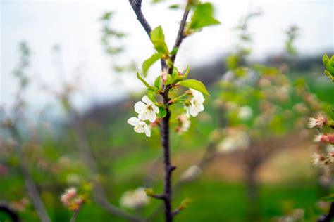 Apfelbaum Setzlinge Pflanzen So Gelingt Es Ihnen