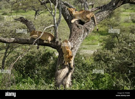 Lions In Tree Ngorongoro Conservation Area Ndutu Tanzania Stock