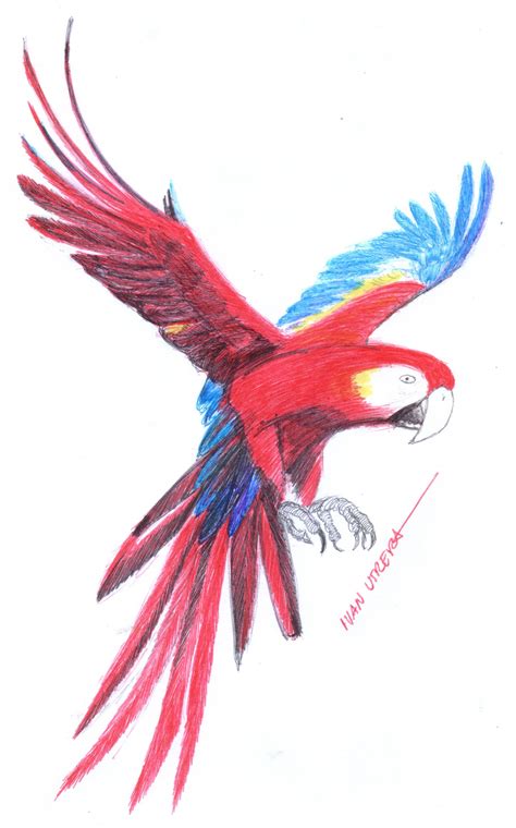 Guacamaya Dibujo