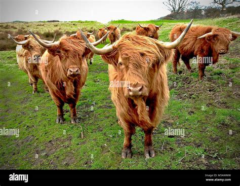 White Cattle With Horns Hi Res Stock Photography And Images Alamy