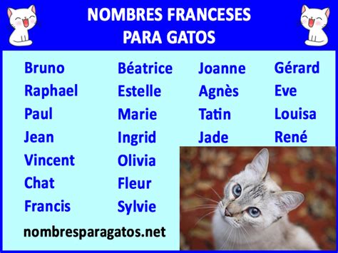 Nombres para Gatas Hembras en Francés Mascotas Exóticas