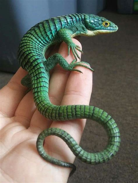 Abronia Graminea Mexican Arboreal Alligator Lizard Reptiles Y