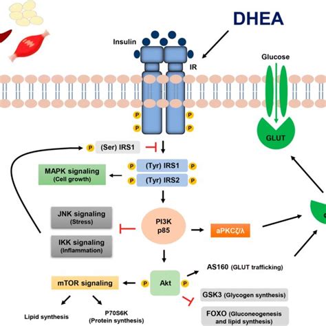 Effects of DHEA on regulation of food intake and body fat mass. DHEA... | Download Scientific ...