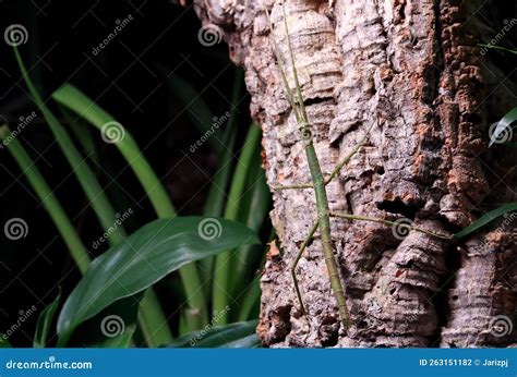 Horned Stick Insect Climbing A Branch In A Terrarium Stock Photo