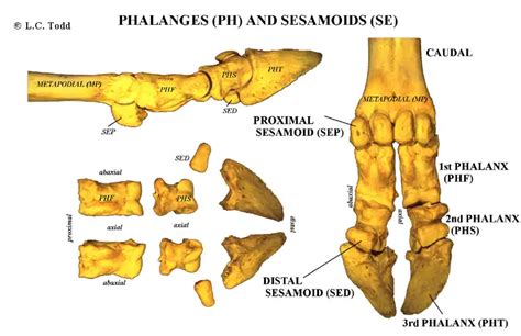 Bison Anatomy