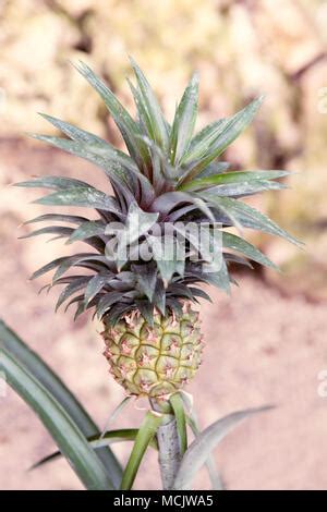 Growing ananas, pineapple plant close up Stock Photo - Alamy