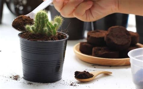 Cómo utilizar café para fertilizar las suculentas y los cactus Abuela