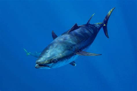 Bluefin Tuna Facts And Beyond Biology Dictionary