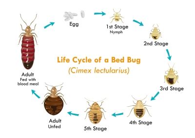 The Life Cycle of Bed Bugs | Arrow Exterminating