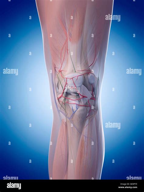 Menschlichen Knie Anatomie Abbildung Stockfotografie Alamy