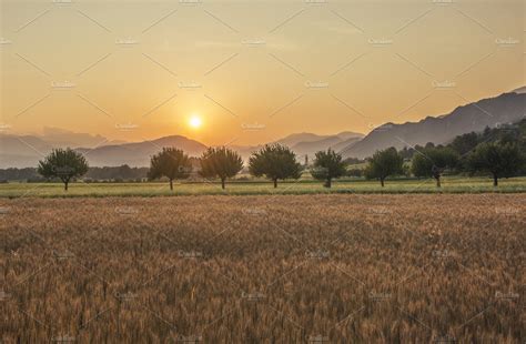 Sunset over the Wheat Field | High-Quality Nature Stock Photos ...